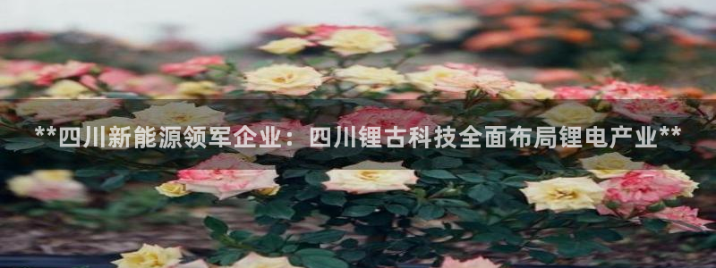 sunbet源码