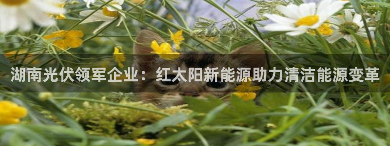申慱sunbet版app